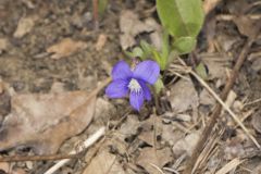 Baxter's Violet, Viola baxteri