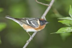 Bay-breasted Warbler, Setophaga castanea