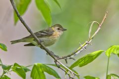 Bay-breasted Warbler, Setophaga castanea