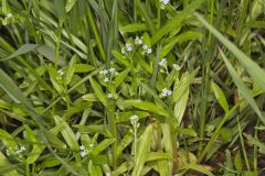 Bay forget-me-not, Myosotis laxa