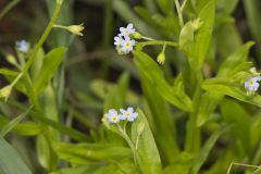 Bay forget-me-not, Myosotis laxa