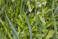 Bay forget-me-not, Myosotis laxa