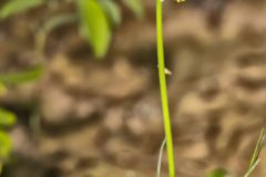 Bead-Lily, Clintonia borealis