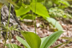 Bead-Lily, Clintonia borealis