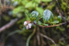 Bear Berry, Arctostaphylos uva-ursi