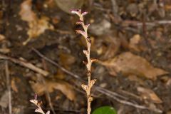 Beechdrops, Epifagus virginiana