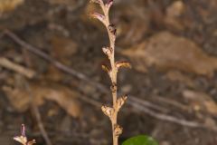 Beechdrops, Epifagus virginiana