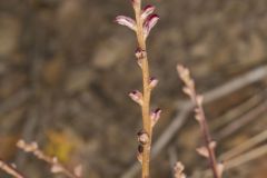 Beechdrops, Epifagus virginiana