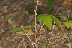 Beechdrops, Epifagus virginiana