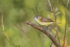 Bell's Vireo, Vireo bellii