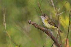 Bell's Vireo, Vireo bellii