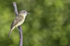 Bell's Vireo, Vireo bellii