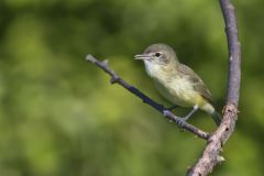 Bell's Vireo, Vireo bellii