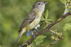 Bell's Vireo, Vireo bellii