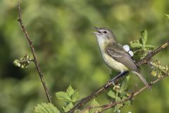 Bell's Vireo, Vireo bellii