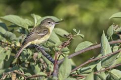 Bell's Vireo, Vireo bellii