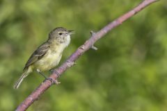 Bell's Vireo, Vireo bellii