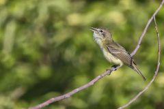 Bell's Vireo, Vireo bellii