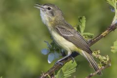 Bell's Vireo, Vireo bellii