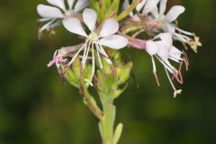 Biennial Gaura, Oenothera gaura