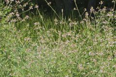 Biennial Gaura, Oenothera gaura