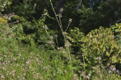 Biennial Gaura, Oenothera gaura