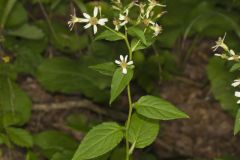 Bigleaf Aster, Eurybia macrophylla