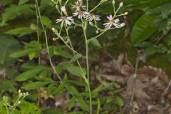 Bigleaf Aster, Eurybia macrophylla