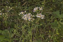 Bigleaf Aster, Eurybia macrophylla