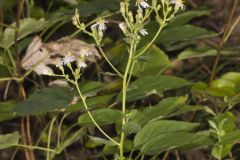 Bigleaf Aster, Eurybia macrophylla