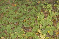 Bigleaf Aster, Eurybia macrophylla