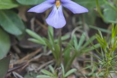 Bird's-foot Violet, Viola Pedata