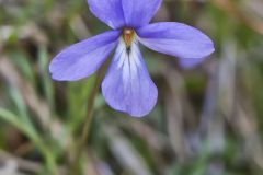 Bird's-foot Violet, Viola Pedata