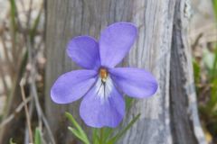 Bird's-foot Violet, Viola Pedata