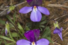 Bird's-foot Violet, Viola Pedata