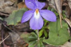 Bird's-foot Violet, Viola Pedata