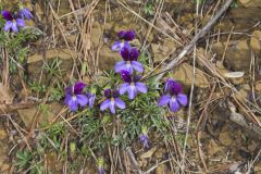 Bird's-foot Violet, Viola Pedata