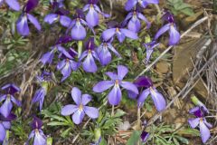 Bird's-foot Violet, Viola Pedata