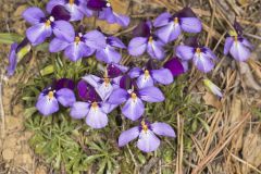 Bird's Foot Violet, Viola pedata