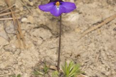 Bird's Foot Violet, Viola pedata