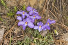 Bird's Foot Violet, Viola pedata