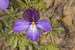 Bird's Foot Violet, Viola pedata