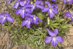 Bird's Foot Violet, Viola pedata