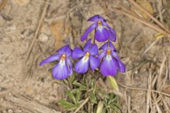 Bird's Foot Violet, Viola pedata