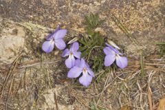 Bird's Foot Violet, Viola pedata