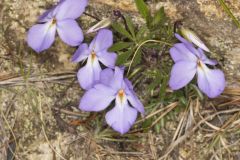 Bird's Foot Violet, Viola pedata