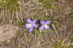 Bird's Foot Violet, Viola pedata