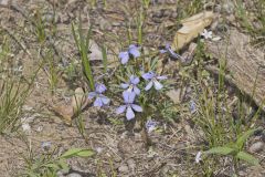 Bird's Foot Violet, Viola pedata