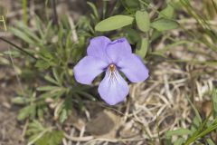 Bird's Foot Violet, Viola pedata