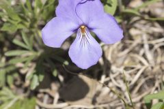 Bird's Foot Violet, Viola pedata